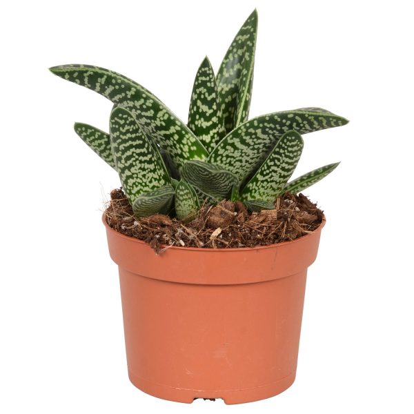 Aloe Variegated Magic