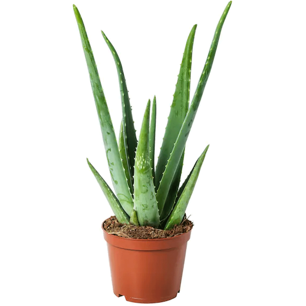 Aloe Vera Succulent - MICRO PLANT STUDIO