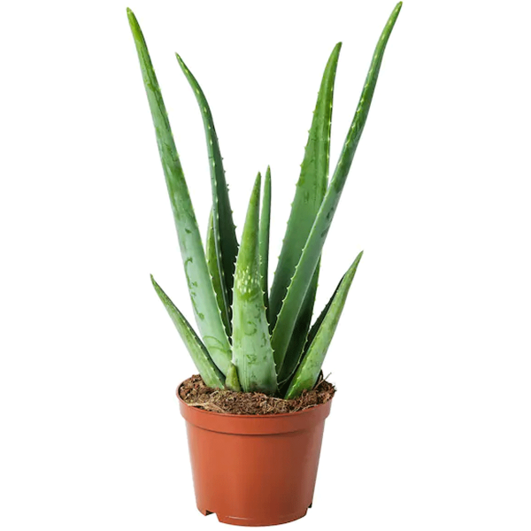 Aloe Vera Succulent