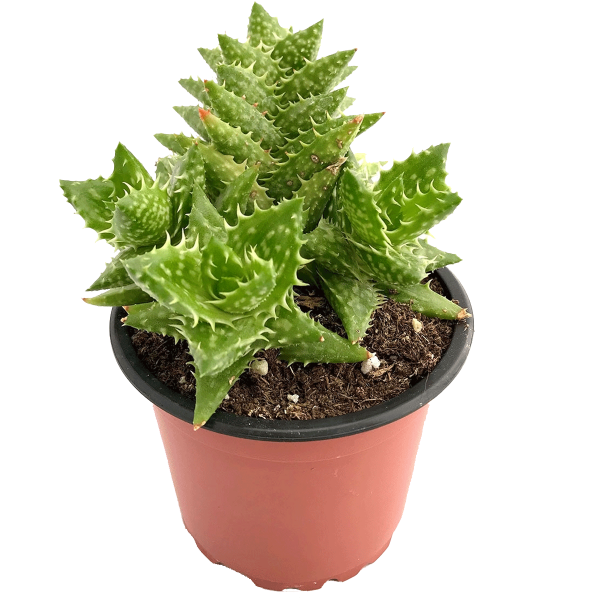 Aloe Squarrosa