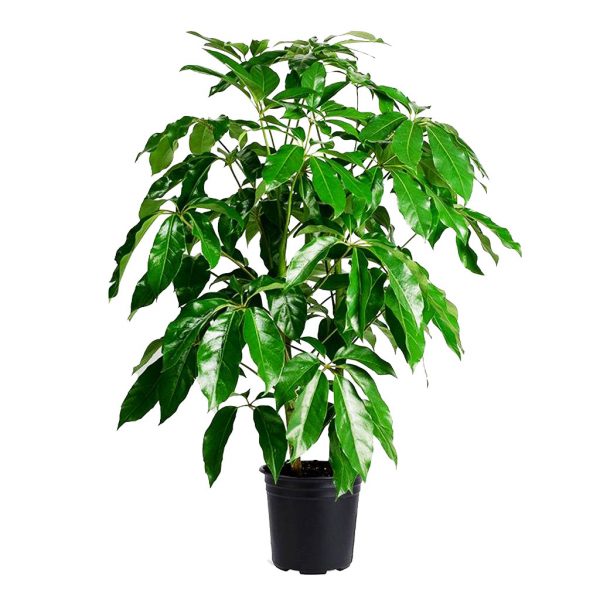 Schefflera Amate
