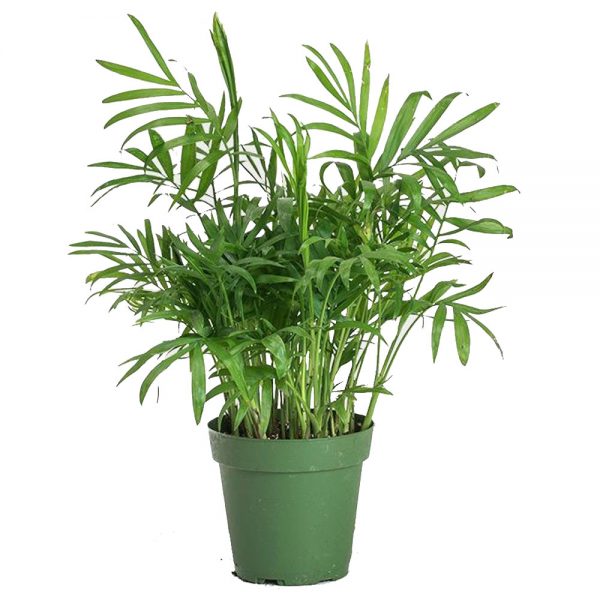 Neanthe Bella Palm Care