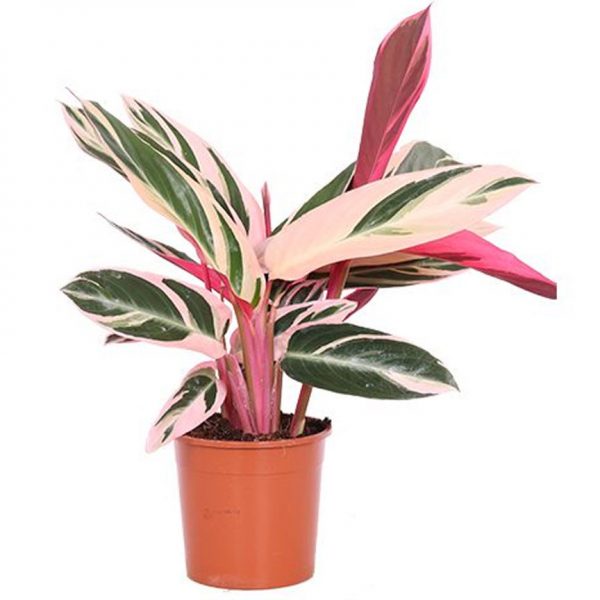 Calathea Triostar/Stromanthe