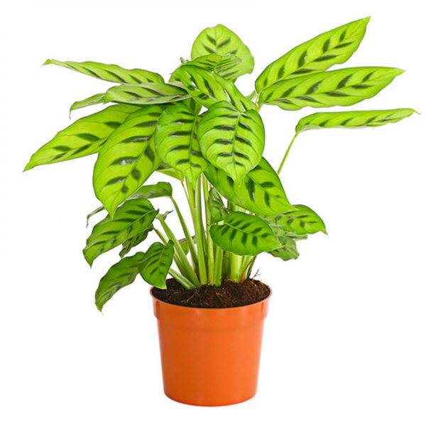 Calathiea Leopardina