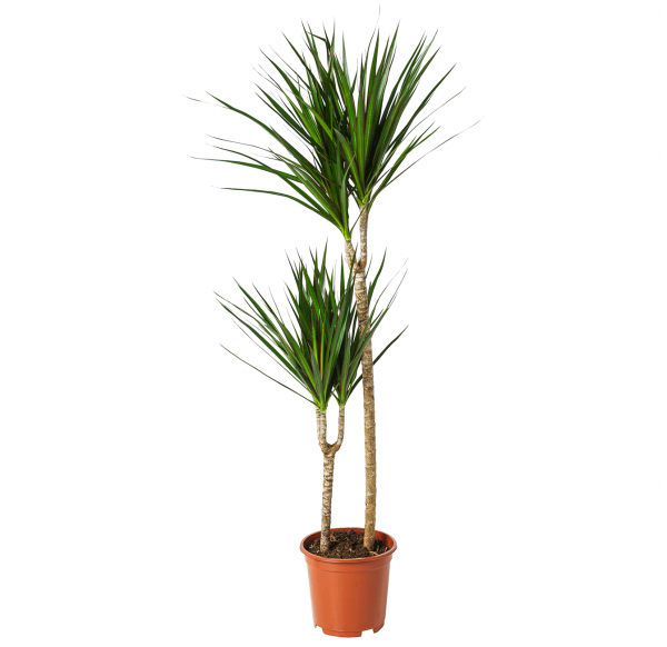 DRACAENA MARGINATA TREE