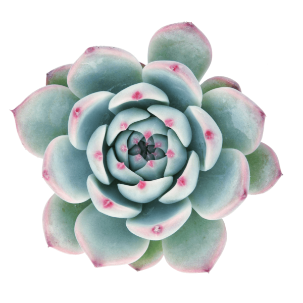 Echeveria 'Tippy' Blue