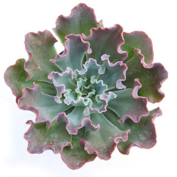 Echeveria Shaviana