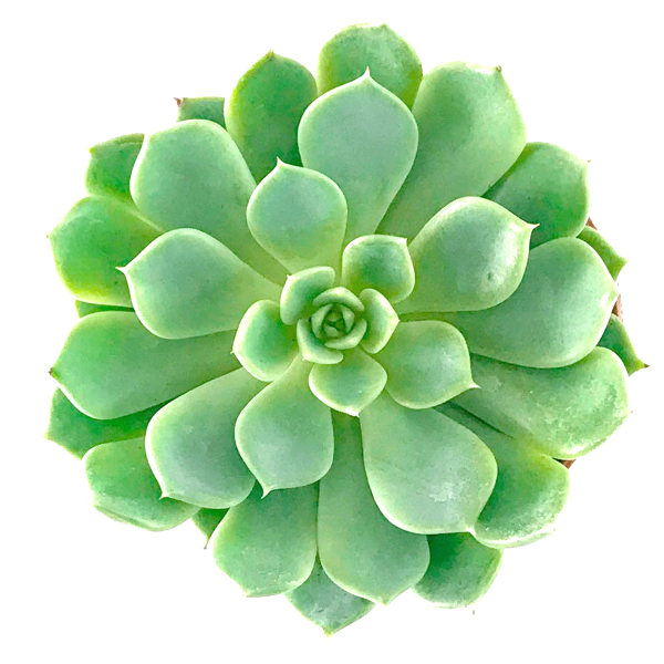 Echeveria Green