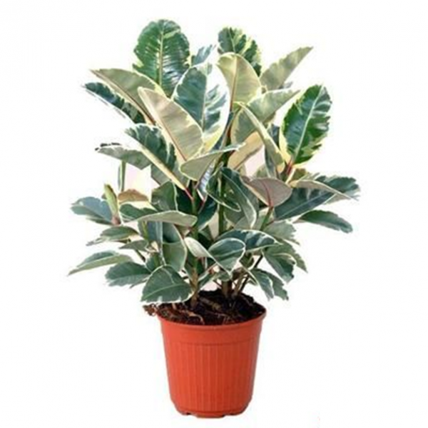 Ficus Elastica - Variegated Rubber Plant