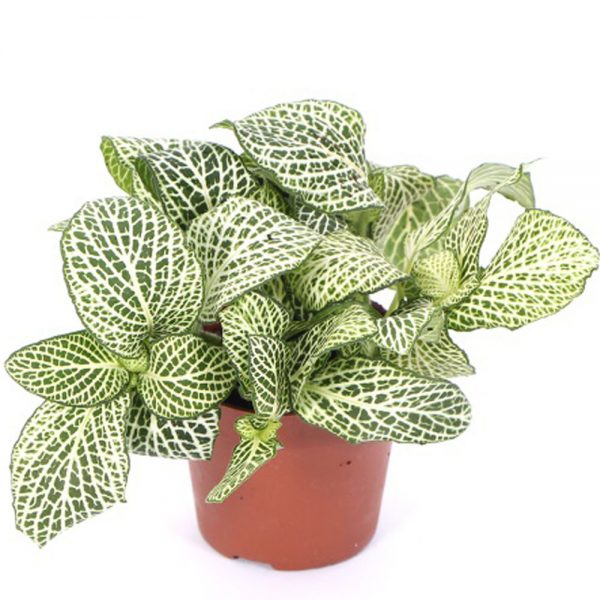 Fittonia-Albivenis Nerve Plant White Veins