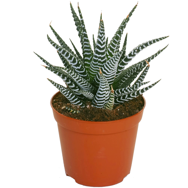 Haworthia Fasciata “Zebra Plant”