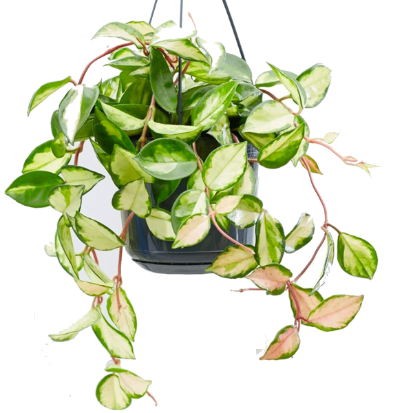 Hoya Carnosa ‘Tricolor’ Hanger