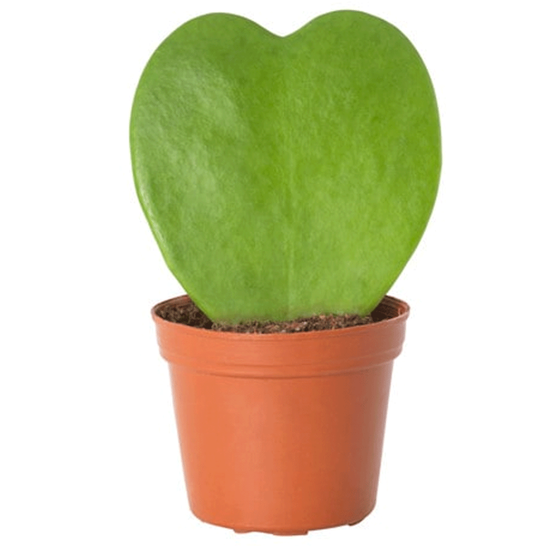 Hoya Kerrii Heart Shaped
