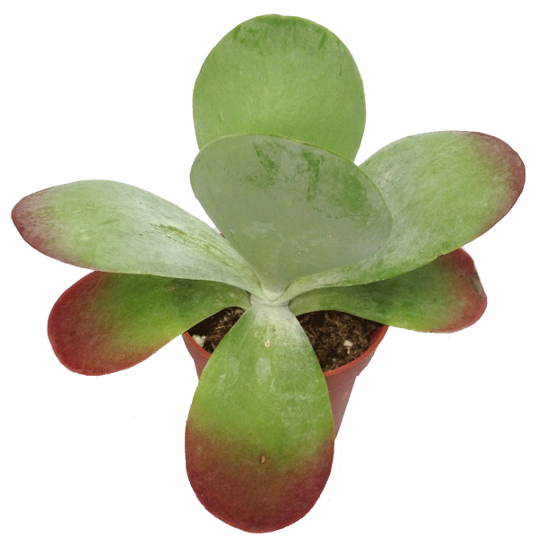 Kalanchoe Luciae “Flapjacks”