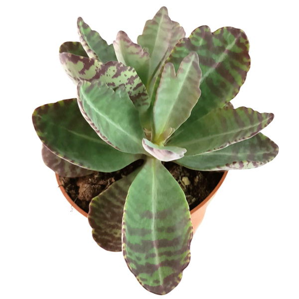 Kalanchoe Marmorata Humilis