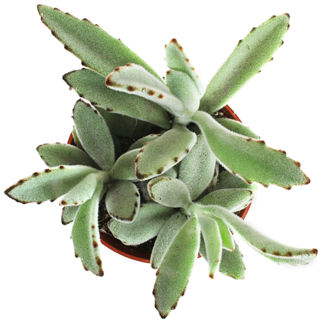 Succulent Archives - Page 2 of 2 - MICRO PLANT STUDIO.