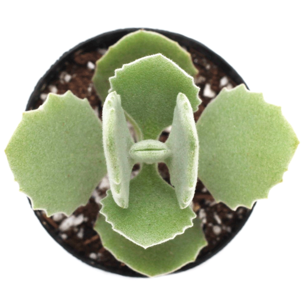 Kalanchoe Millotii
