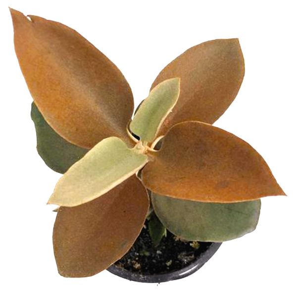 Kalanchoe Orgyalis "Copper Spoon"