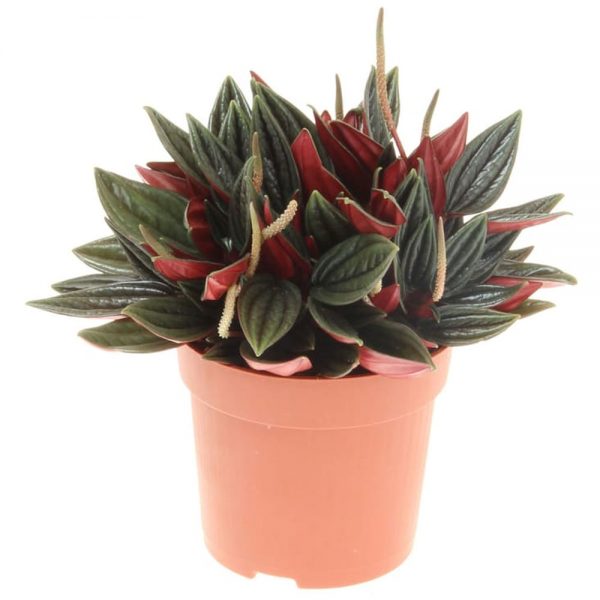 Peperomia Rosso