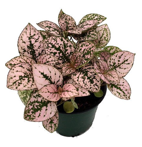 Polka Dot Plant Hypoestes Phyllostachya Micro Plant Studio,Coin Stores Nearby