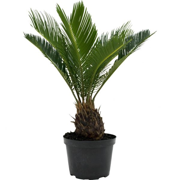Sago Palm