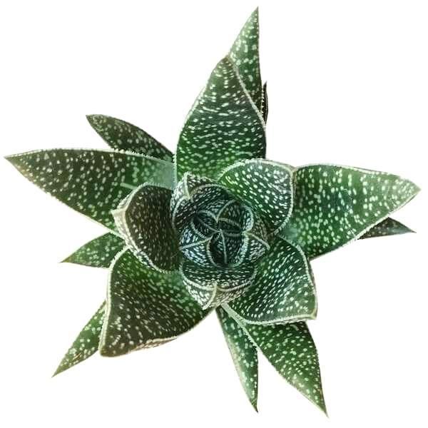 Aloe Flow