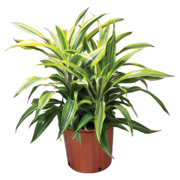Dracaena Warnekii