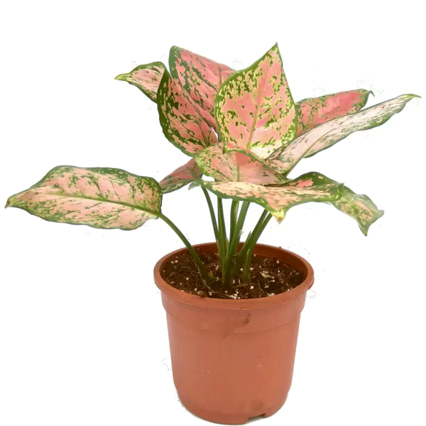 Aglaonema Pink Stem