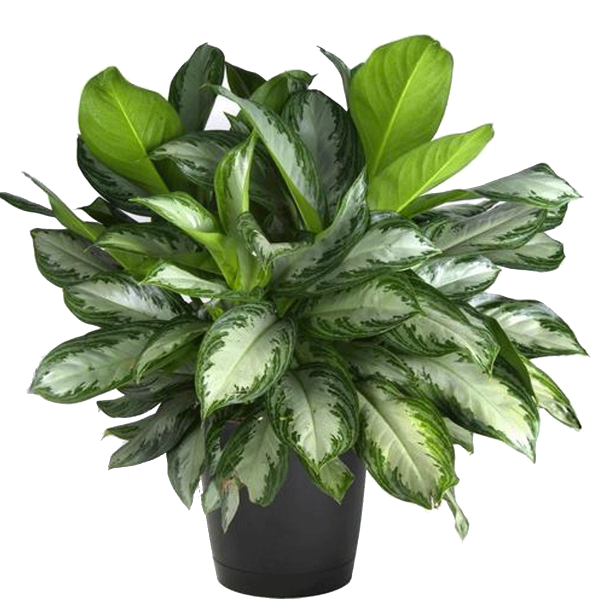 Aglaonema Silver Bay