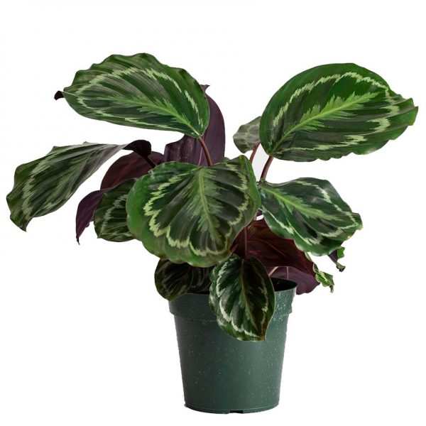 Calathea Medallion