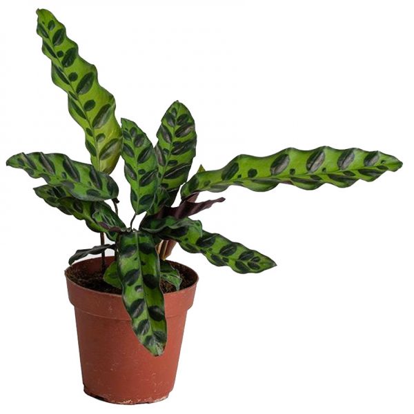 Calathea Rattlesnake