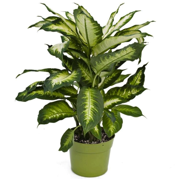 Dieffenbachia