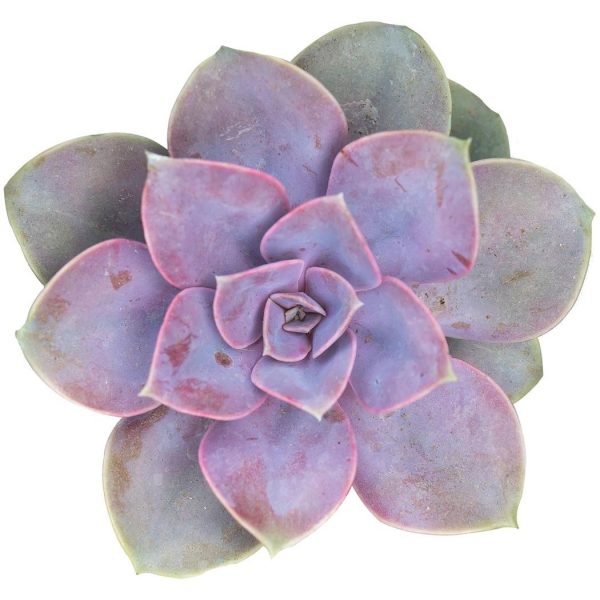 Echeveria Pink