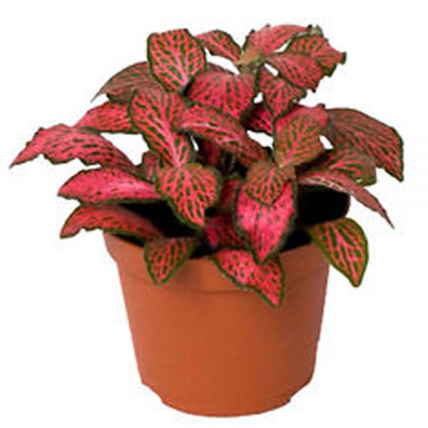 Fittonia Albivenis/Nerve Plant - Orange Veins