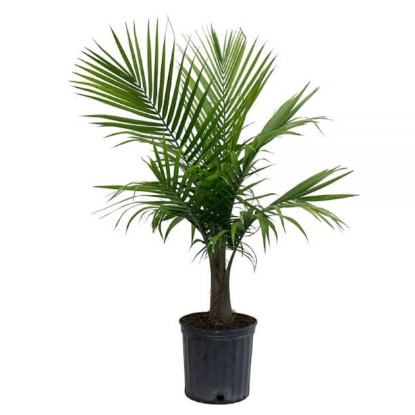 Majesty Palm
