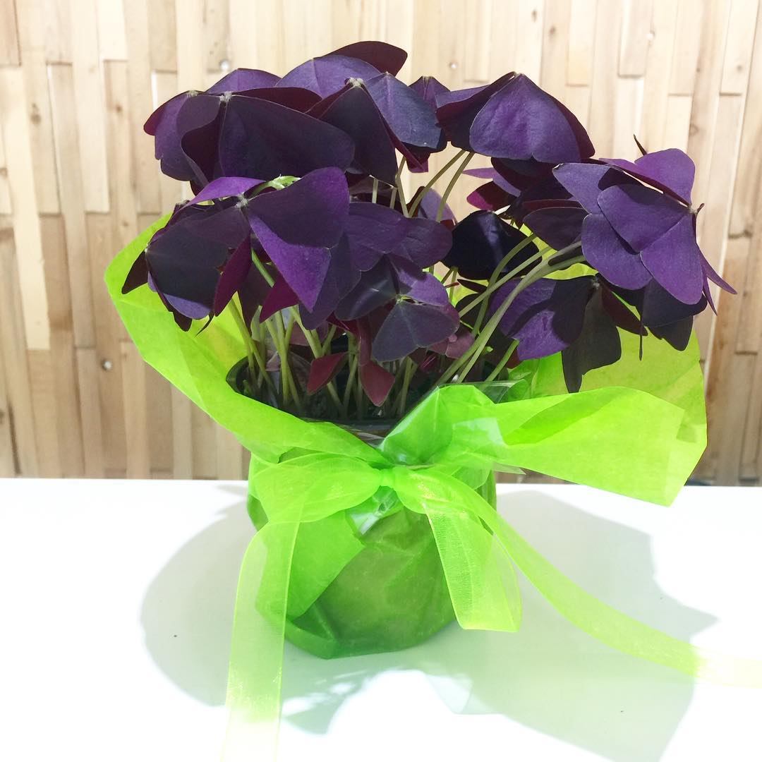 Oxalis Triangularis Purple Shamrocks 4 Micro Plant Studio