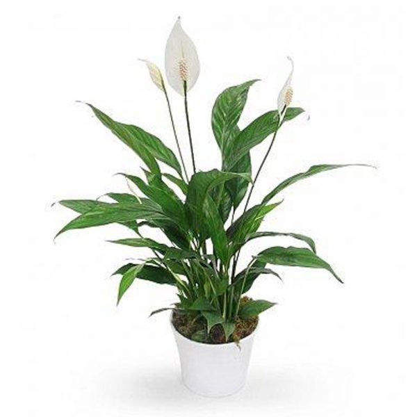 Peace Lily