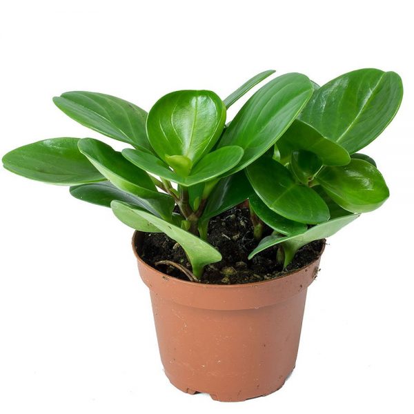 Peperomia Leather Green