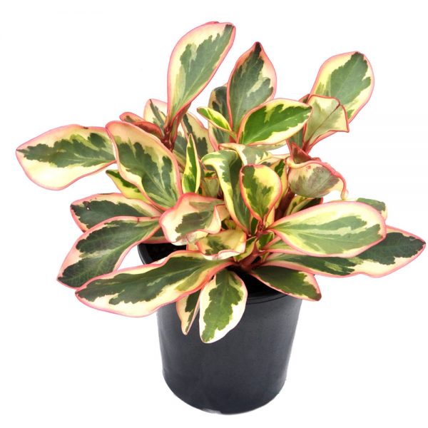 Peperomia Ginny