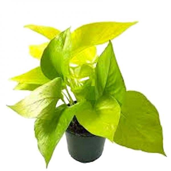 Pothos Neon