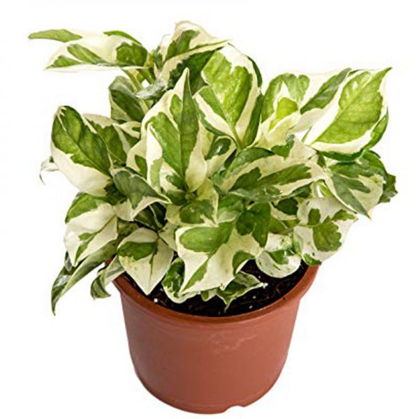Pothos Variegated White