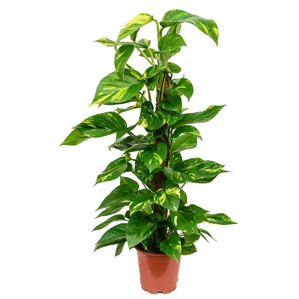 Pothos in a Pole