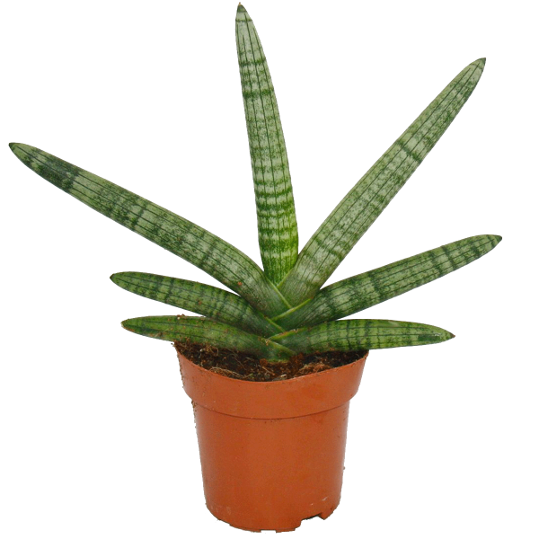 Starfish Snake - Succulent