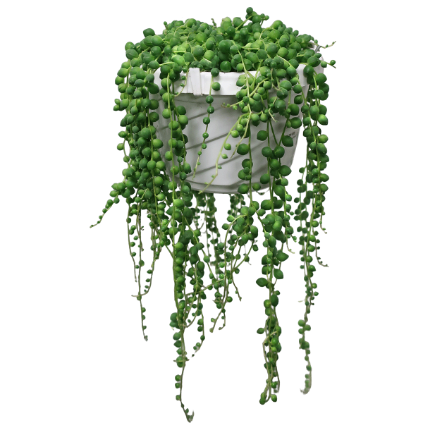 Pearl of Necklace Succulent