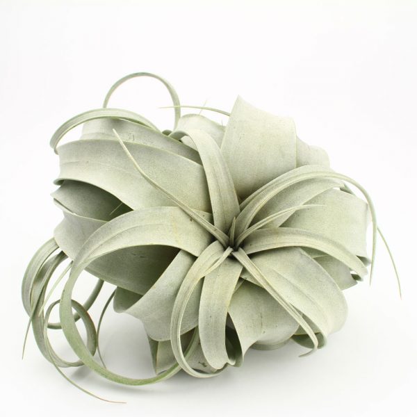 Air Plant: Xerographica