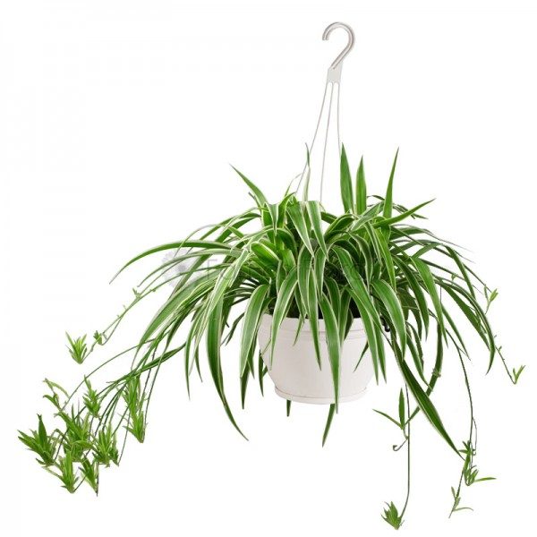 Spider Plant