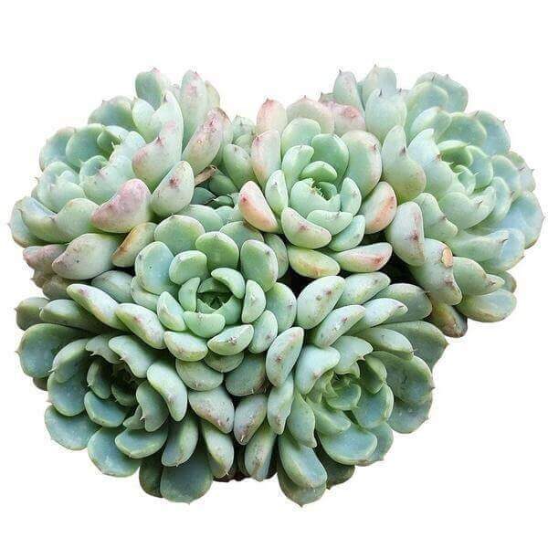 ECHEVERIA MINIMA BLUE ROSETTE