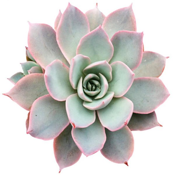 ECHEVERIA SUBSESSILIS SUCCULENT