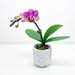 Orchid 4 - Image 2