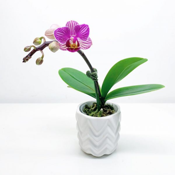 Orchid 4 - Image 2